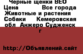 Черные щенки ВЕО › Цена ­ 5 000 - Все города Животные и растения » Собаки   . Кемеровская обл.,Анжеро-Судженск г.